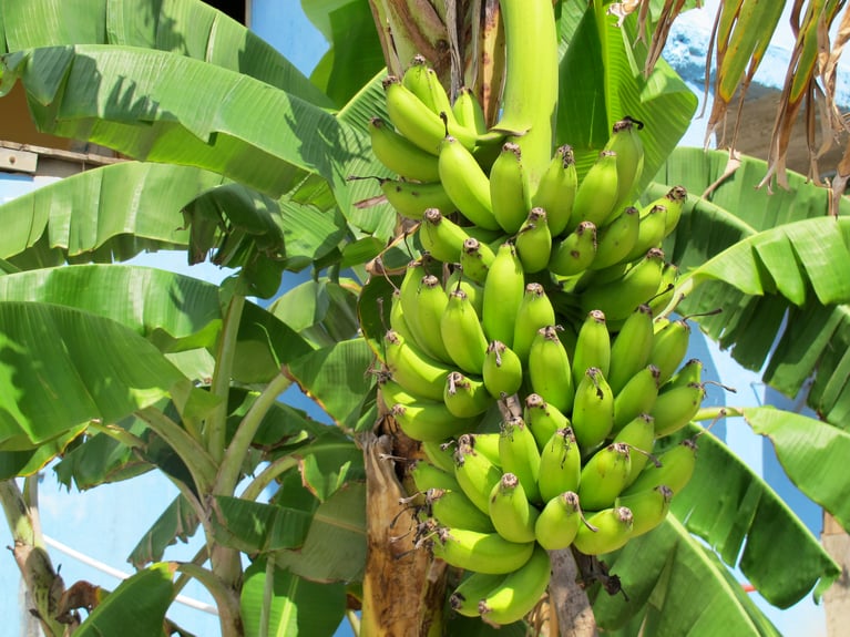 Pairwise and Tropic Biosciences Announce Licensing Deal to Utilize Base Editing Technology to Drive Innovation in Bananas and Coffee